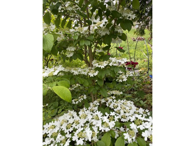 Viburnum plicatum 'Kilimandjaro' - kalina japonská