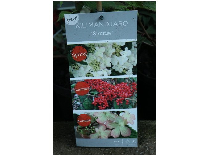 Viburnum plicatum 'Kilimandjaro SUNRISE' - kalina japonská