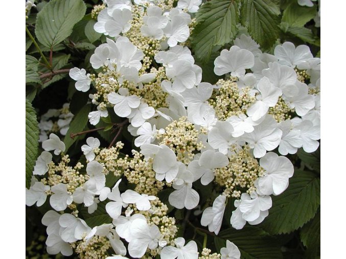 Viburnum plicatum 'Mariesii' kmínek - kalina japonská