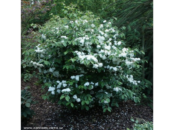 Viburnum plicatum 'Popcorn' - kalina japonská