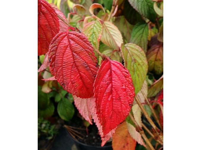 Viburnum plicatum 'Shoshoni' - kalina japonská