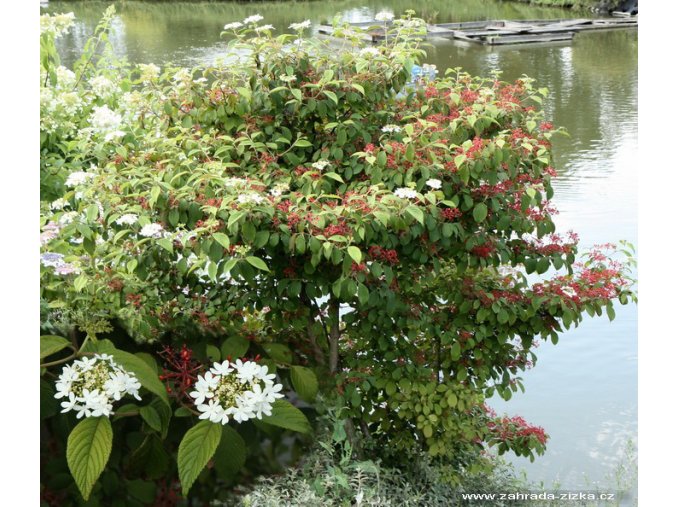 Viburnum plicatum 'Watanabe' - kalina japonská