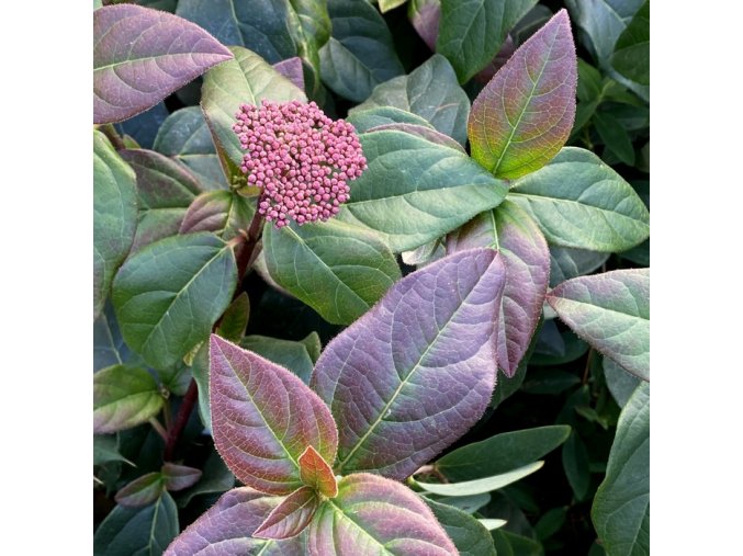 Viburnum tinus 'Purpureum' - kalina modroplodá