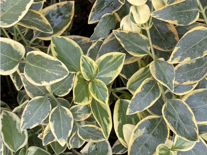 Vinca major 'Variegata' - barvínek větší