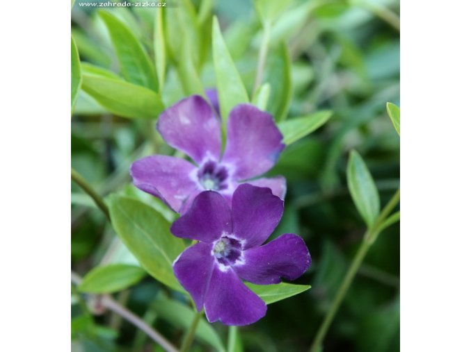 Vinca minor 'Atropurpurea' - barvínek menší
