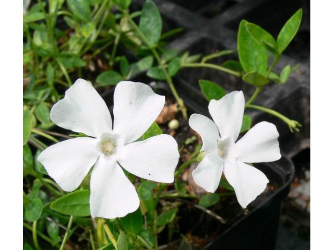 Vinca minor 'Gertrude Jekyll' - barvínek
