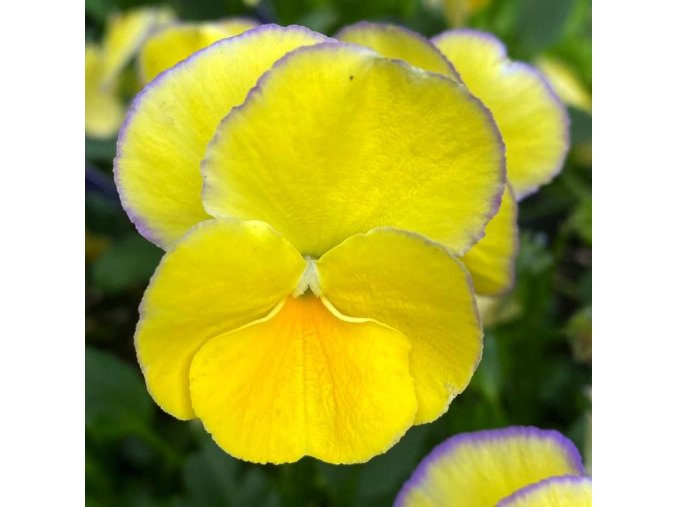 Viola 'Etain' - violka
