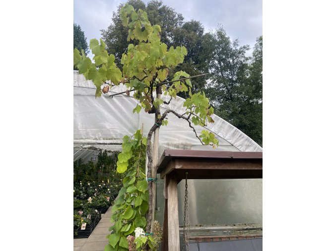 Vitis vinifera 'Alphonse Lavallée' - kmínek modré - réva vinná