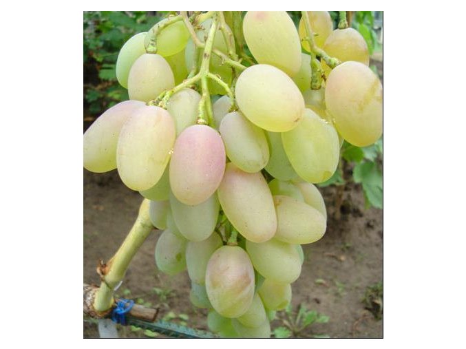 Vitis vinifera 'Blagovest' - réva vinná