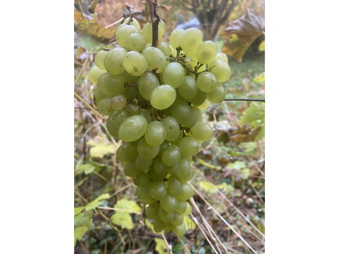 Vitis vinifera 'Diamant' - réva vinná