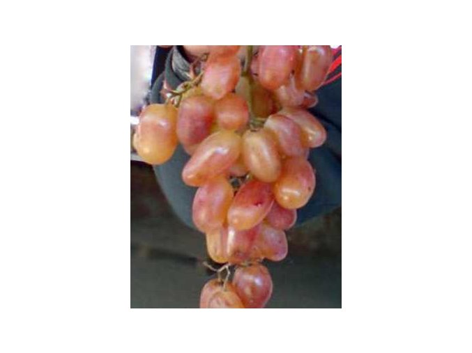 Vitis vinifera 'Julian' - réva vinná