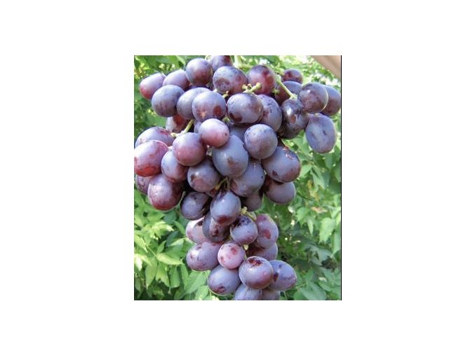 Vitis vinifera 'Nížina = Nisan' - réva vinná