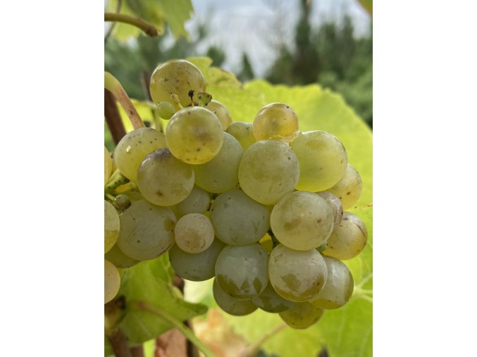 Vitis vinifera Solaris