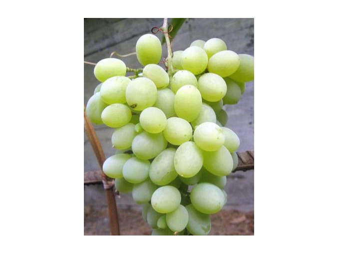 Vitis vinifera 'Vostorg' žlutý - réva vinná
