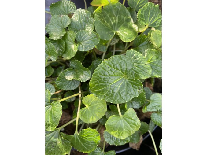 Wasabi 'Sel Matsum' - wasabi