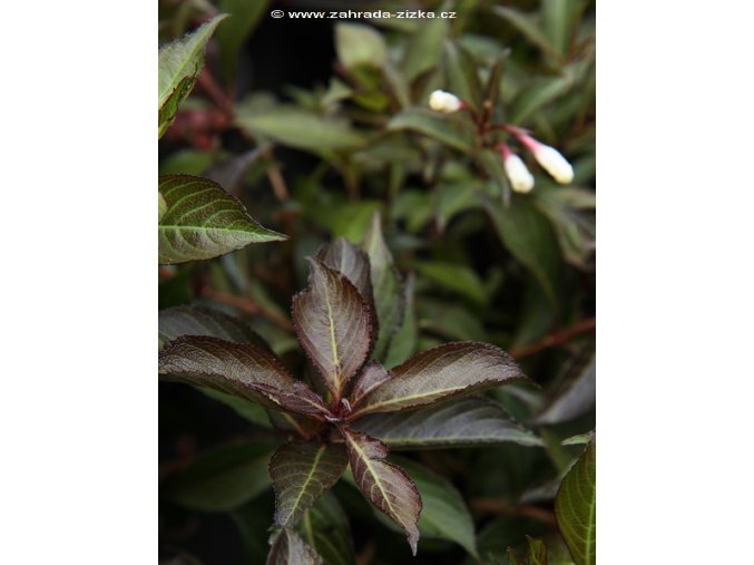 Weigela 'BLACK AND WHITE' - vajgélie