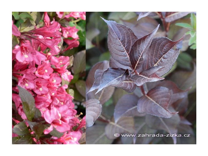 Weigela florida 'Alexandra' - vajgélie květnatá