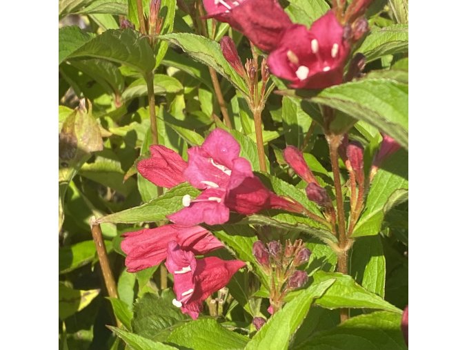 Weigela florida 'Bristol Ruby' - vajgélie květnatá