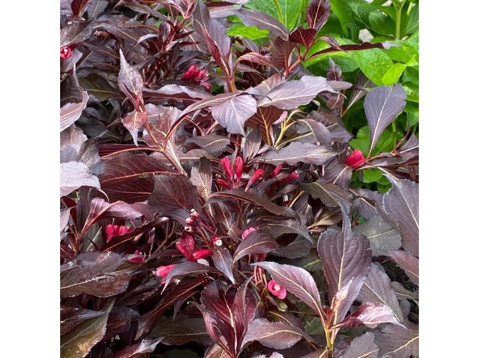 Weigela florida 'ELECTRIC LOVE 'ZR1' PBR - vajgélie