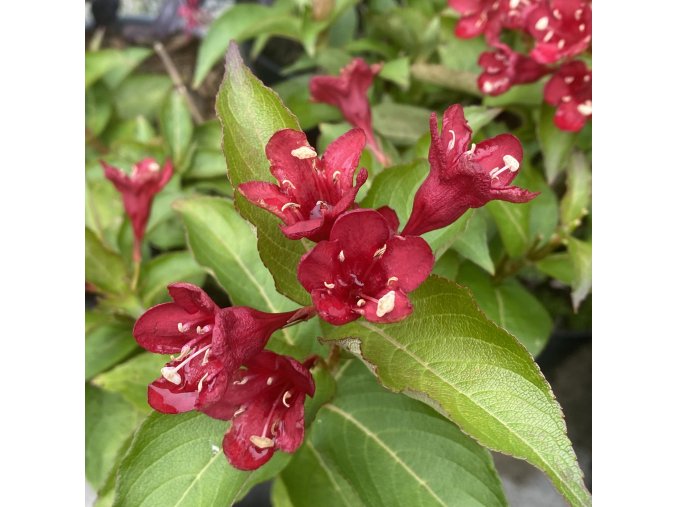 Weigela florida 'Cherry Love' - vajgélie