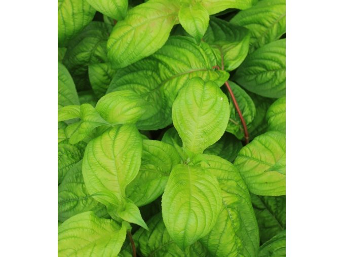 Weigela florida 'Lime Monster' - vajgélie květnatá