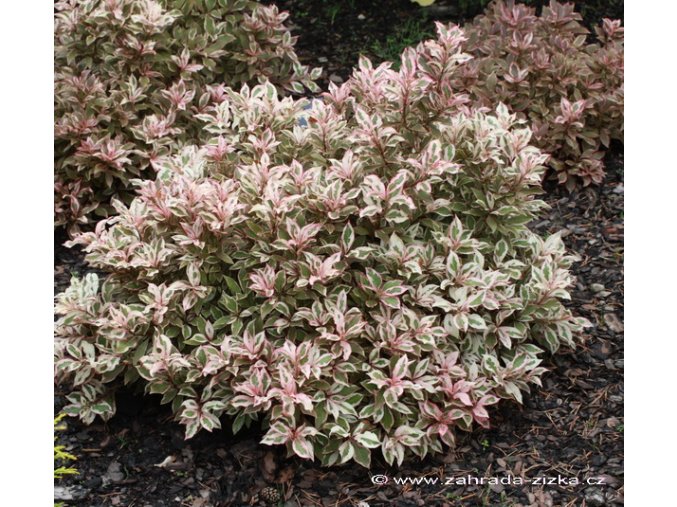 Weigela florida 'Monet'