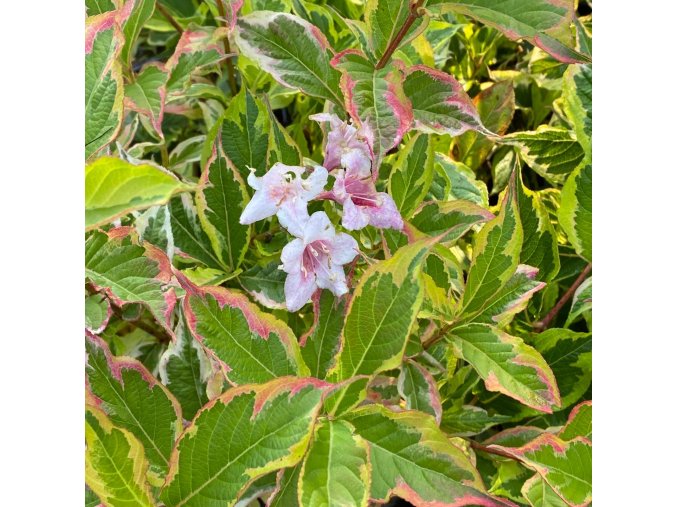 Weigela florida 'Nana Variegata' - vajgélie květnatá