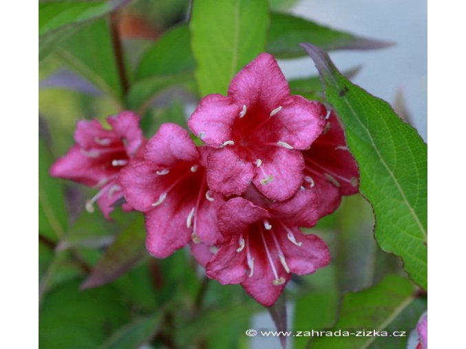 Weigela florida 'Red Prince' - vajgélie květnatá