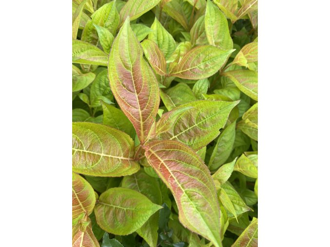 Weigela florida Wings of Fire1