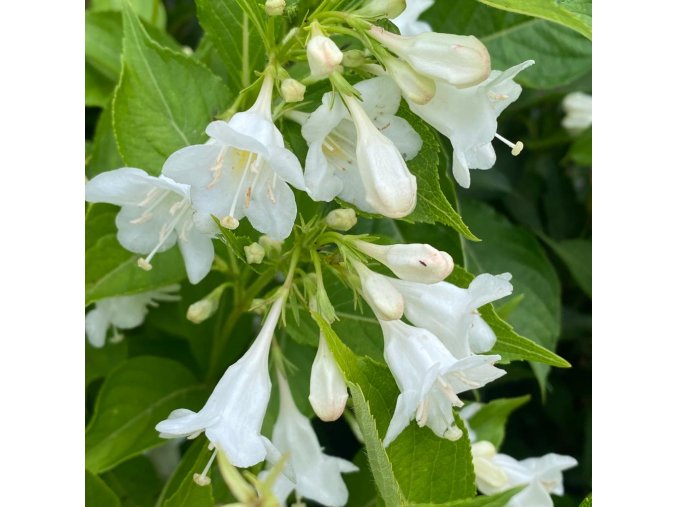 Weigela 'Snowflake' - vajgelie