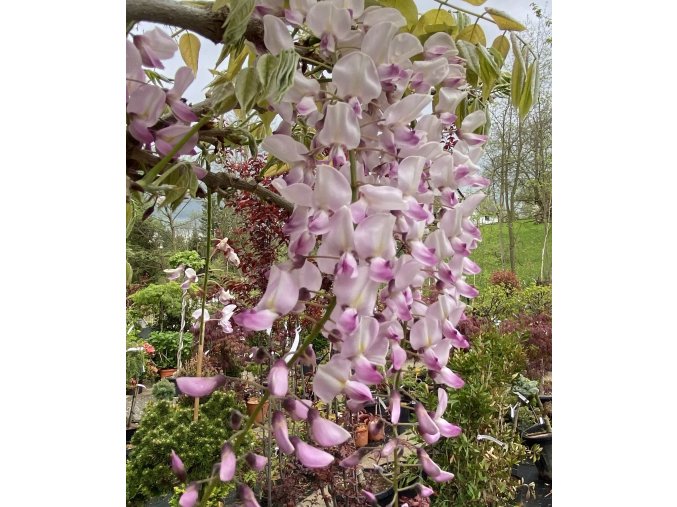 Wisteria brachybotrys 'Showa Beni' - vistárie