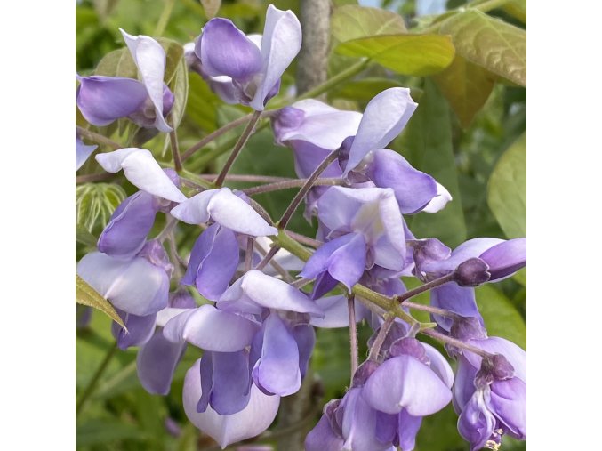 Wisteria brachybotrys 'Yokohama Fuji' - vistárie