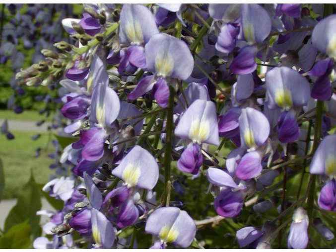 Wisteria sinensis 054a.JPGa