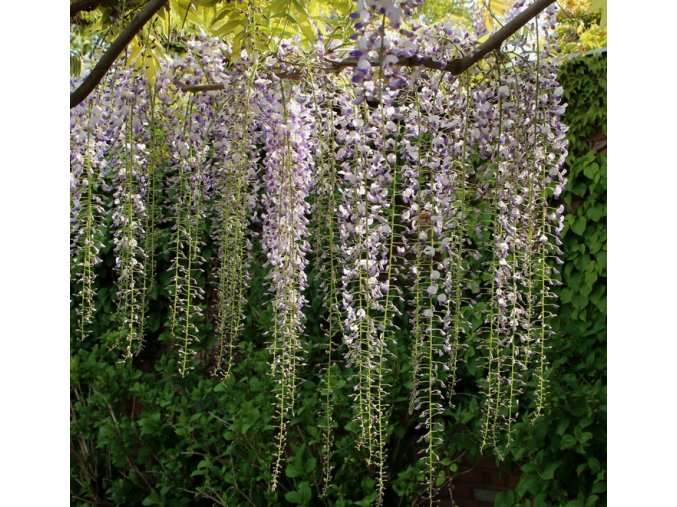 Wisteria floribunda 'Multijuga'/syn. 'Macrobotrys' - vistárie