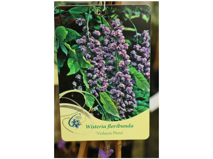 Wisteria floribunda 'Violacea Plena' - vistárie