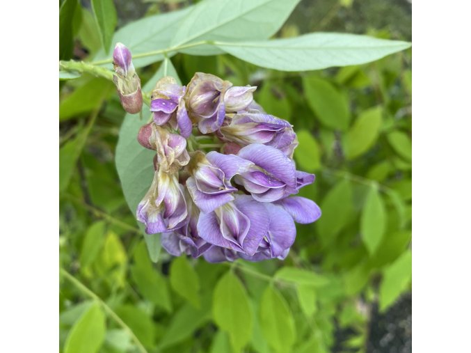 Wisteria frutescens 'LONGWOOD PURPLE' - vistárie