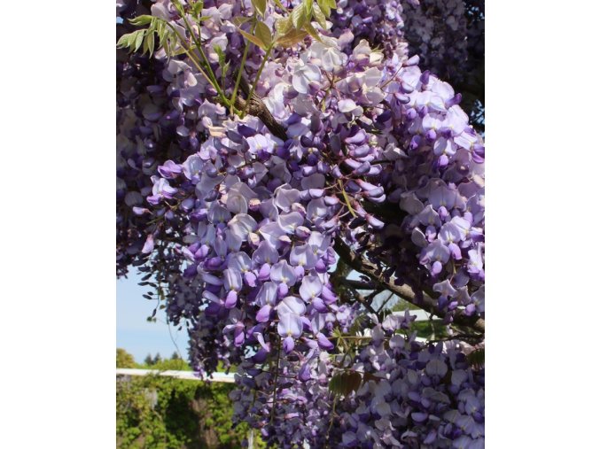Wisteria sinensis 'Ametyst'/ syn. 'Caroline' - vistárie čínská