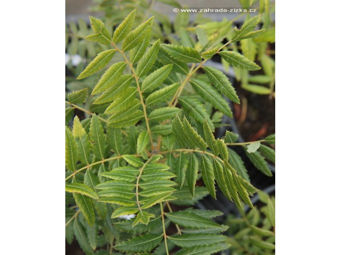 Xanthoceras sorbifolia - žlutoroh jeřábolistý