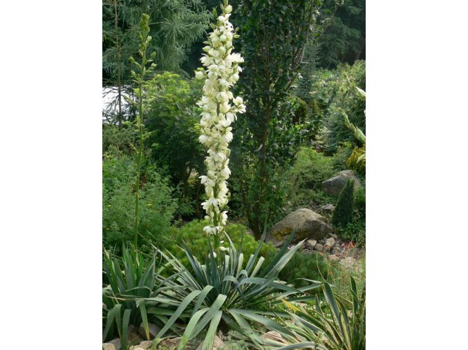 Yucca filamentosa - juka