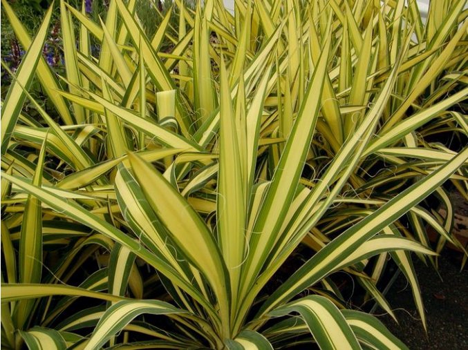 Yucca filamentosa 'Golden Sword' - juka