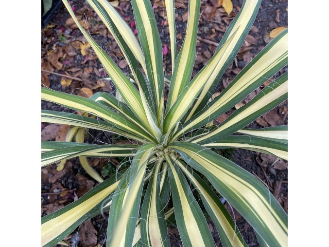 Yucca filamentosa 'Color Guard' - juka
