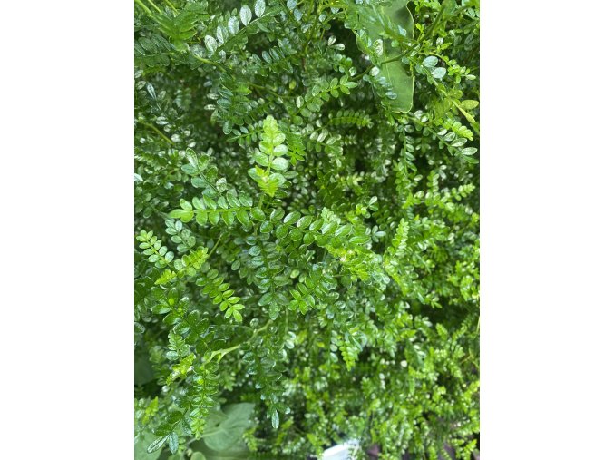 Zanthoxylum piperitum