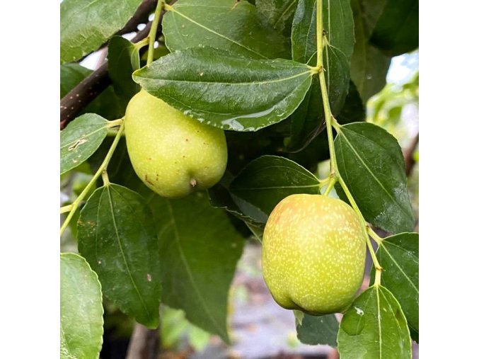 Ziziphus jujuba 'Li' - cicimek