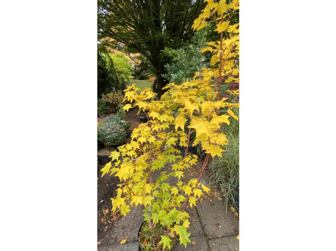 Acer cappadocicum 'Rubrum' vícekmen - javor kapadocký