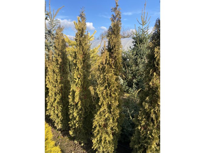 Thuja occidentalis 'Degroot Spire' bal - zerav západní