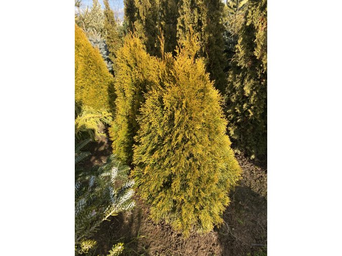 Thuja occidentalis 'Golden Smaragd' bal - zerav západní