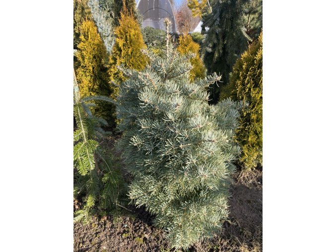 Abies concolor 'Compacta' bal - jedle ojíněná