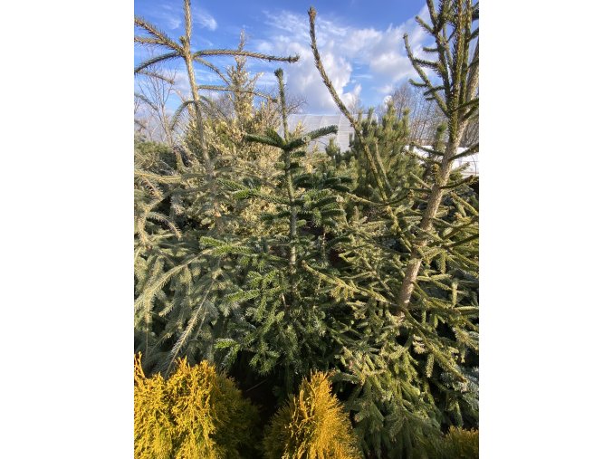 Abies nordmanniana 'Robusta' bal - jedle kavkazská