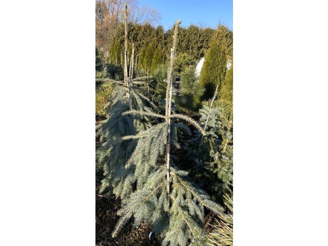 Picea engelmanii Bush Lace ks