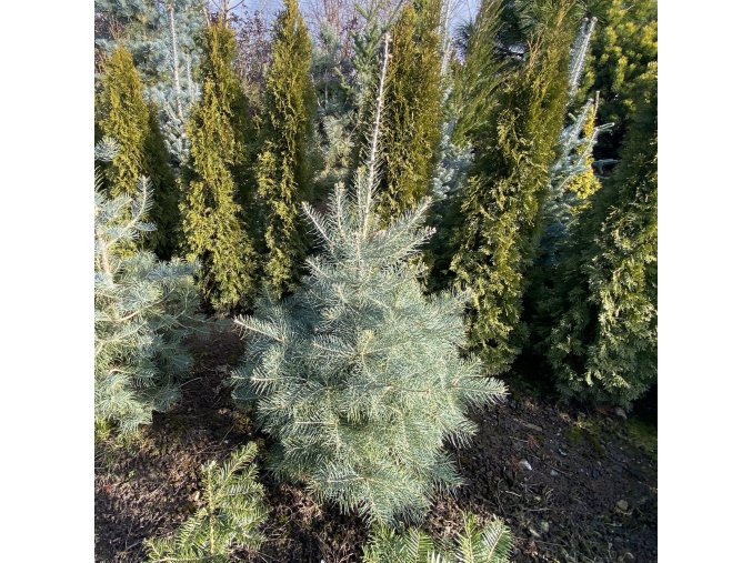 Abies concolor bal - jedle ojíněná